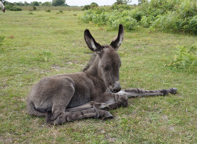 New Forest donkey