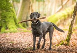 New Forest Dog Walks, by Matt Roseveare