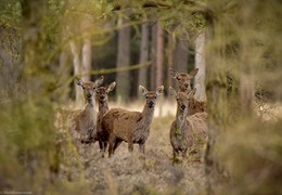 A Walk in the Forest, by Matt Roseveare