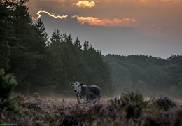 Cow on Heathland at First Light, by Matt Roseveare