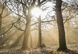 Woodland Light, by Matt RoseveareMatt's New Forest Pics (25 of 14)