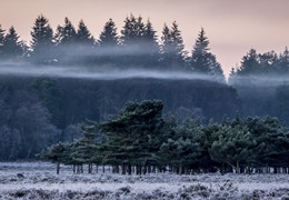 Ober Heath Mist, by Matt Roseveare