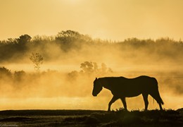 A Walk in the Mist, by Matt Roseveare