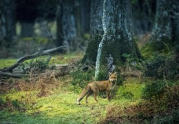 Fox Deep in the Forest, by Matt Roseveare