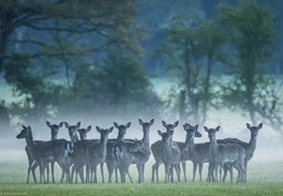 Under a Blanket of Mist, by Matt Roseveare