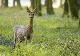 Roe Deer in a Blue Bell Wood, by Matt Roseveare