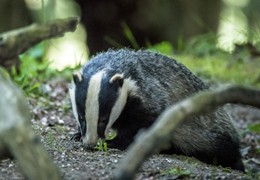 New Forest Badger, by Matt Roseveare
