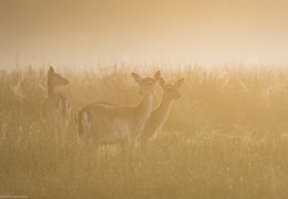 First Light Fallow Deer, by Matt Roseveare