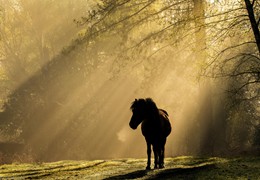A Breath of Spring, by Matt Roseveare