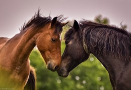 Pony Love, by Matt Roseveare