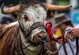 New Forest Show, by Matt Roseveare