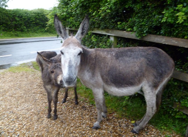 Donkey