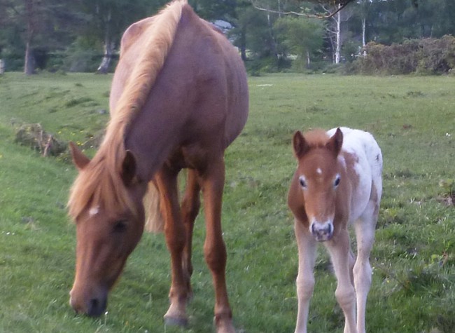 New Forest ponies